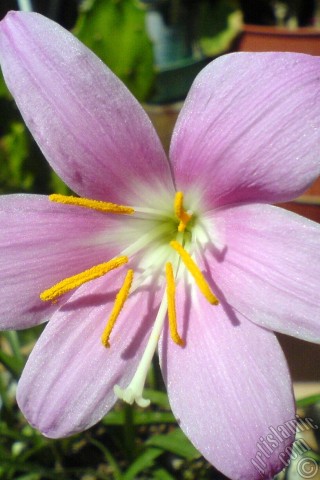 A mobile wallpaper and MMS picture for Apple iPhone 7s, 6s, 5s, 4s, Plus, iPods, iPads, New iPads, Samsung Galaxy S Series and Notes, Sony Ericsson Xperia, LG Mobile Phones, Tablets and Devices: Pink color flower similar to lily.
