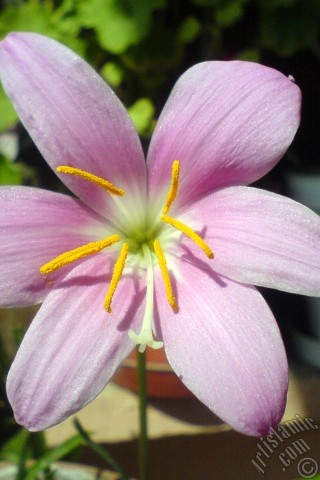 A mobile wallpaper and MMS picture for Apple iPhone 7s, 6s, 5s, 4s, Plus, iPods, iPads, New iPads, Samsung Galaxy S Series and Notes, Sony Ericsson Xperia, LG Mobile Phones, Tablets and Devices: Pink color flower similar to lily.
