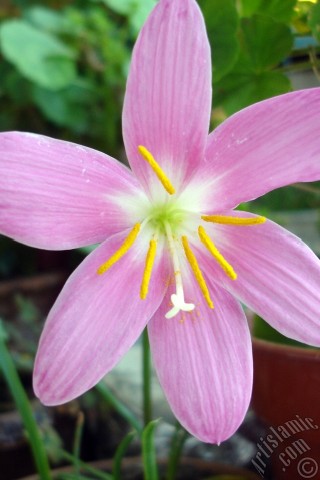 A mobile wallpaper and MMS picture for Apple iPhone 7s, 6s, 5s, 4s, Plus, iPods, iPads, New iPads, Samsung Galaxy S Series and Notes, Sony Ericsson Xperia, LG Mobile Phones, Tablets and Devices: Pink color flower similar to lily.
