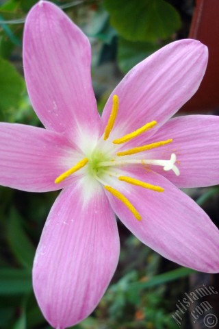 A mobile wallpaper and MMS picture for Apple iPhone 7s, 6s, 5s, 4s, Plus, iPods, iPads, New iPads, Samsung Galaxy S Series and Notes, Sony Ericsson Xperia, LG Mobile Phones, Tablets and Devices: Pink color flower similar to lily.
