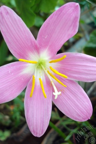 A mobile wallpaper and MMS picture for Apple iPhone 7s, 6s, 5s, 4s, Plus, iPods, iPads, New iPads, Samsung Galaxy S Series and Notes, Sony Ericsson Xperia, LG Mobile Phones, Tablets and Devices: Pink color flower similar to lily.
