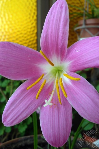 A mobile wallpaper and MMS picture for Apple iPhone 7s, 6s, 5s, 4s, Plus, iPods, iPads, New iPads, Samsung Galaxy S Series and Notes, Sony Ericsson Xperia, LG Mobile Phones, Tablets and Devices: Pink color flower similar to lily.
