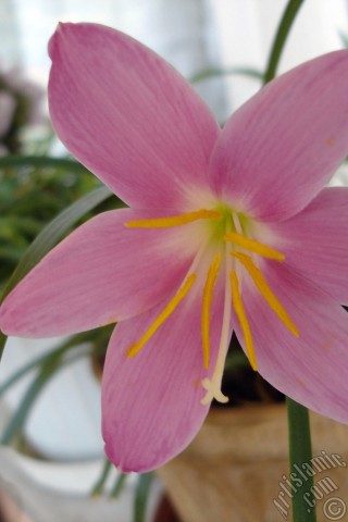 A mobile wallpaper and MMS picture for Apple iPhone 7s, 6s, 5s, 4s, Plus, iPods, iPads, New iPads, Samsung Galaxy S Series and Notes, Sony Ericsson Xperia, LG Mobile Phones, Tablets and Devices: Pink color flower similar to lily.
