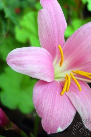 A mobile wallpaper and MMS picture for Apple iPhone 7s, 6s, 5s, 4s, Plus, iPods, iPads, New iPads, Samsung Galaxy S Series and Notes, Sony Ericsson Xperia, LG Mobile Phones, Tablets and Devices: Pink color flower similar to lily.
