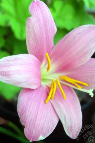 A mobile wallpaper and MMS picture for Apple iPhone 7s, 6s, 5s, 4s, Plus, iPods, iPads, New iPads, Samsung Galaxy S Series and Notes, Sony Ericsson Xperia, LG Mobile Phones, Tablets and Devices: Pink color flower similar to lily.
