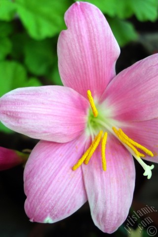 A mobile wallpaper and MMS picture for Apple iPhone 7s, 6s, 5s, 4s, Plus, iPods, iPads, New iPads, Samsung Galaxy S Series and Notes, Sony Ericsson Xperia, LG Mobile Phones, Tablets and Devices: Pink color flower similar to lily.
