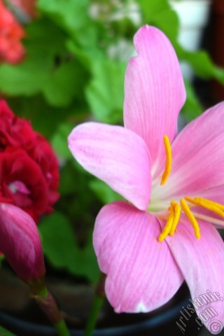 A mobile wallpaper and MMS picture for Apple iPhone 7s, 6s, 5s, 4s, Plus, iPods, iPads, New iPads, Samsung Galaxy S Series and Notes, Sony Ericsson Xperia, LG Mobile Phones, Tablets and Devices: Pink color flower similar to lily.
