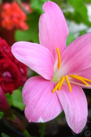 A mobile wallpaper and MMS picture for Apple iPhone 7s, 6s, 5s, 4s, Plus, iPods, iPads, New iPads, Samsung Galaxy S Series and Notes, Sony Ericsson Xperia, LG Mobile Phones, Tablets and Devices: Pink color flower similar to lily.
