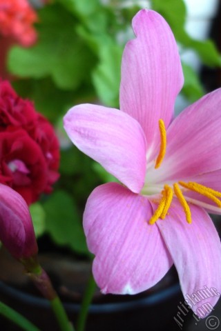 A mobile wallpaper and MMS picture for Apple iPhone 7s, 6s, 5s, 4s, Plus, iPods, iPads, New iPads, Samsung Galaxy S Series and Notes, Sony Ericsson Xperia, LG Mobile Phones, Tablets and Devices: Pink color flower similar to lily.
