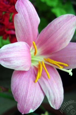 A mobile wallpaper and MMS picture for Apple iPhone 7s, 6s, 5s, 4s, Plus, iPods, iPads, New iPads, Samsung Galaxy S Series and Notes, Sony Ericsson Xperia, LG Mobile Phones, Tablets and Devices: Pink color flower similar to lily.
