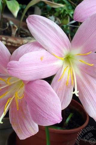 A mobile wallpaper and MMS picture for Apple iPhone 7s, 6s, 5s, 4s, Plus, iPods, iPads, New iPads, Samsung Galaxy S Series and Notes, Sony Ericsson Xperia, LG Mobile Phones, Tablets and Devices: Pink color flower similar to lily.
