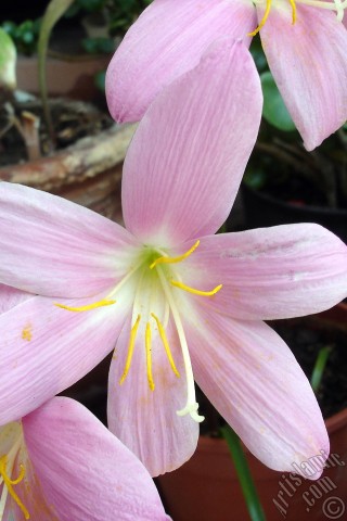 A mobile wallpaper and MMS picture for Apple iPhone 7s, 6s, 5s, 4s, Plus, iPods, iPads, New iPads, Samsung Galaxy S Series and Notes, Sony Ericsson Xperia, LG Mobile Phones, Tablets and Devices: Pink color flower similar to lily.
