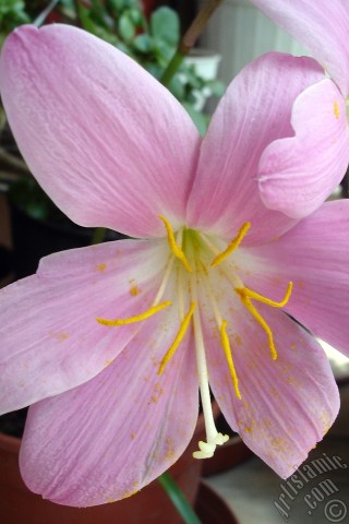 A mobile wallpaper and MMS picture for Apple iPhone 7s, 6s, 5s, 4s, Plus, iPods, iPads, New iPads, Samsung Galaxy S Series and Notes, Sony Ericsson Xperia, LG Mobile Phones, Tablets and Devices: Pink color flower similar to lily.
