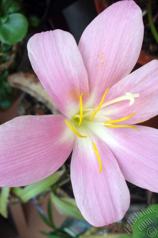 A mobile wallpaper and MMS picture for Apple iPhone 7s, 6s, 5s, 4s, Plus, iPods, iPads, New iPads, Samsung Galaxy S Series and Notes, Sony Ericsson Xperia, LG Mobile Phones, Tablets and Devices: Pink color flower similar to lily.
