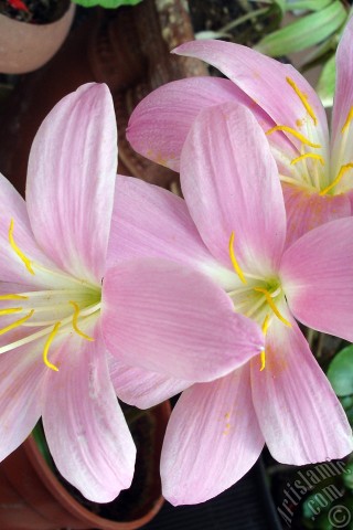 A mobile wallpaper and MMS picture for Apple iPhone 7s, 6s, 5s, 4s, Plus, iPods, iPads, New iPads, Samsung Galaxy S Series and Notes, Sony Ericsson Xperia, LG Mobile Phones, Tablets and Devices: Pink color flower similar to lily.
