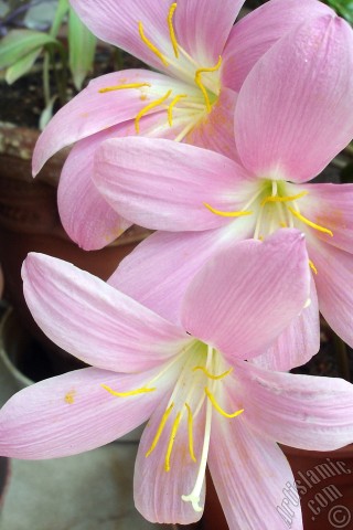 A mobile wallpaper and MMS picture for Apple iPhone 7s, 6s, 5s, 4s, Plus, iPods, iPads, New iPads, Samsung Galaxy S Series and Notes, Sony Ericsson Xperia, LG Mobile Phones, Tablets and Devices: Pink color flower similar to lily.
