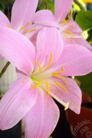 A mobile wallpaper and MMS picture for Apple iPhone 7s, 6s, 5s, 4s, Plus, iPods, iPads, New iPads, Samsung Galaxy S Series and Notes, Sony Ericsson Xperia, LG Mobile Phones, Tablets and Devices: Pink color flower similar to lily.
