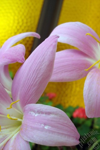 A mobile wallpaper and MMS picture for Apple iPhone 7s, 6s, 5s, 4s, Plus, iPods, iPads, New iPads, Samsung Galaxy S Series and Notes, Sony Ericsson Xperia, LG Mobile Phones, Tablets and Devices: Pink color flower similar to lily.
