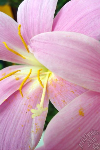 A mobile wallpaper and MMS picture for Apple iPhone 7s, 6s, 5s, 4s, Plus, iPods, iPads, New iPads, Samsung Galaxy S Series and Notes, Sony Ericsson Xperia, LG Mobile Phones, Tablets and Devices: Pink color flower similar to lily.
