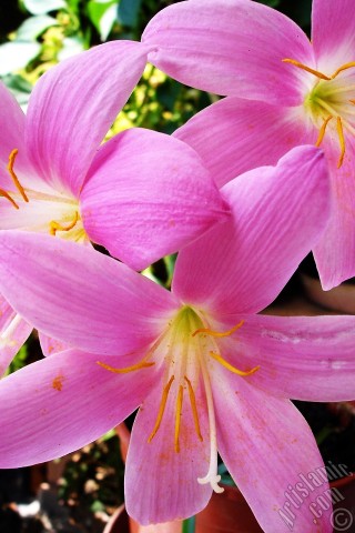 A mobile wallpaper and MMS picture for Apple iPhone 7s, 6s, 5s, 4s, Plus, iPods, iPads, New iPads, Samsung Galaxy S Series and Notes, Sony Ericsson Xperia, LG Mobile Phones, Tablets and Devices: Pink color flower similar to lily.
