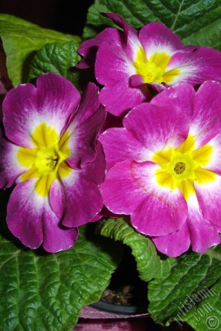 A mobile wallpaper and MMS picture for Apple iPhone 7s, 6s, 5s, 4s, Plus, iPods, iPads, New iPads, Samsung Galaxy S Series and Notes, Sony Ericsson Xperia, LG Mobile Phones, Tablets and Devices: Primrose flower.
