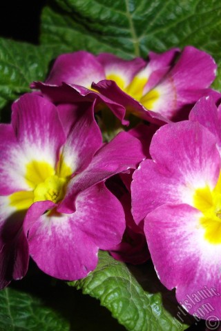 A mobile wallpaper and MMS picture for Apple iPhone 7s, 6s, 5s, 4s, Plus, iPods, iPads, New iPads, Samsung Galaxy S Series and Notes, Sony Ericsson Xperia, LG Mobile Phones, Tablets and Devices: Primrose flower.
