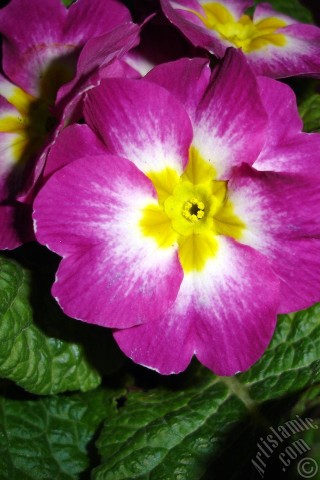 A mobile wallpaper and MMS picture for Apple iPhone 7s, 6s, 5s, 4s, Plus, iPods, iPads, New iPads, Samsung Galaxy S Series and Notes, Sony Ericsson Xperia, LG Mobile Phones, Tablets and Devices: Primrose flower.
