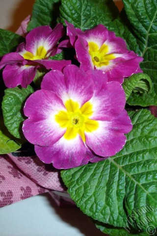 A mobile wallpaper and MMS picture for Apple iPhone 7s, 6s, 5s, 4s, Plus, iPods, iPads, New iPads, Samsung Galaxy S Series and Notes, Sony Ericsson Xperia, LG Mobile Phones, Tablets and Devices: Primrose flower.
