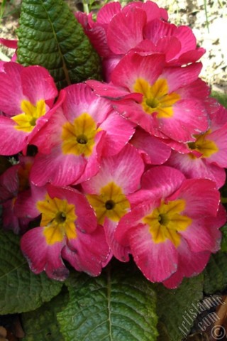 A mobile wallpaper and MMS picture for Apple iPhone 7s, 6s, 5s, 4s, Plus, iPods, iPads, New iPads, Samsung Galaxy S Series and Notes, Sony Ericsson Xperia, LG Mobile Phones, Tablets and Devices: Primrose flower.
