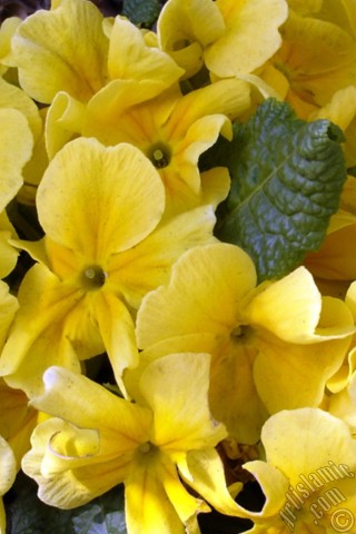 A mobile wallpaper and MMS picture for Apple iPhone 7s, 6s, 5s, 4s, Plus, iPods, iPads, New iPads, Samsung Galaxy S Series and Notes, Sony Ericsson Xperia, LG Mobile Phones, Tablets and Devices: Primrose flower.
