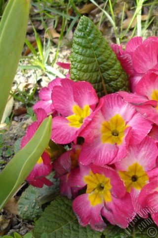 A mobile wallpaper and MMS picture for Apple iPhone 7s, 6s, 5s, 4s, Plus, iPods, iPads, New iPads, Samsung Galaxy S Series and Notes, Sony Ericsson Xperia, LG Mobile Phones, Tablets and Devices: Primrose flower.
