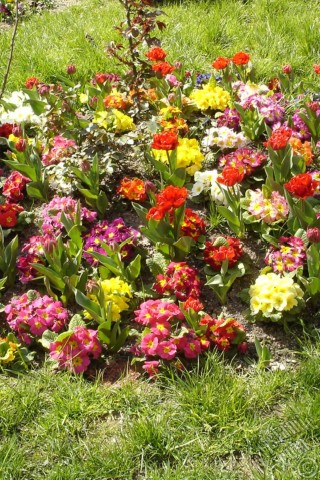 A mobile wallpaper and MMS picture for Apple iPhone 7s, 6s, 5s, 4s, Plus, iPods, iPads, New iPads, Samsung Galaxy S Series and Notes, Sony Ericsson Xperia, LG Mobile Phones, Tablets and Devices: Primrose flower.
