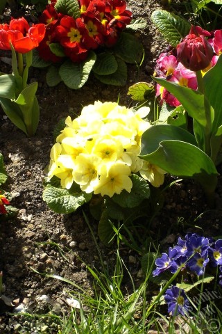 A mobile wallpaper and MMS picture for Apple iPhone 7s, 6s, 5s, 4s, Plus, iPods, iPads, New iPads, Samsung Galaxy S Series and Notes, Sony Ericsson Xperia, LG Mobile Phones, Tablets and Devices: Primrose flower.
