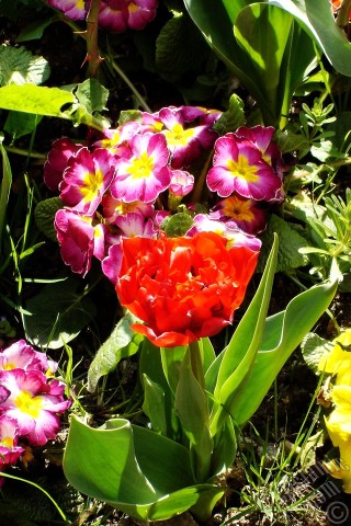 A mobile wallpaper and MMS picture for Apple iPhone 7s, 6s, 5s, 4s, Plus, iPods, iPads, New iPads, Samsung Galaxy S Series and Notes, Sony Ericsson Xperia, LG Mobile Phones, Tablets and Devices: Primrose flower.
