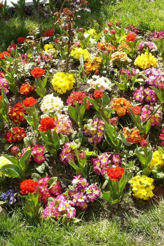 A mobile wallpaper and MMS picture for Apple iPhone 7s, 6s, 5s, 4s, Plus, iPods, iPads, New iPads, Samsung Galaxy S Series and Notes, Sony Ericsson Xperia, LG Mobile Phones, Tablets and Devices: Primrose flower.
