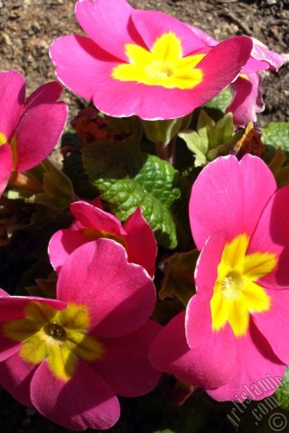 A mobile wallpaper and MMS picture for Apple iPhone 7s, 6s, 5s, 4s, Plus, iPods, iPads, New iPads, Samsung Galaxy S Series and Notes, Sony Ericsson Xperia, LG Mobile Phones, Tablets and Devices: Primrose flower.
