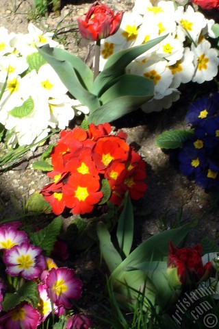 A mobile wallpaper and MMS picture for Apple iPhone 7s, 6s, 5s, 4s, Plus, iPods, iPads, New iPads, Samsung Galaxy S Series and Notes, Sony Ericsson Xperia, LG Mobile Phones, Tablets and Devices: A primrose flower photo.
