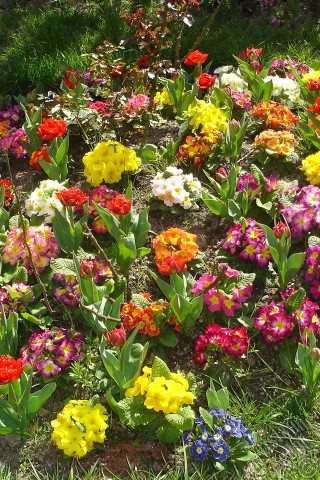 A mobile wallpaper and MMS picture for Apple iPhone 7s, 6s, 5s, 4s, Plus, iPods, iPads, New iPads, Samsung Galaxy S Series and Notes, Sony Ericsson Xperia, LG Mobile Phones, Tablets and Devices: A primrose flower photo.
