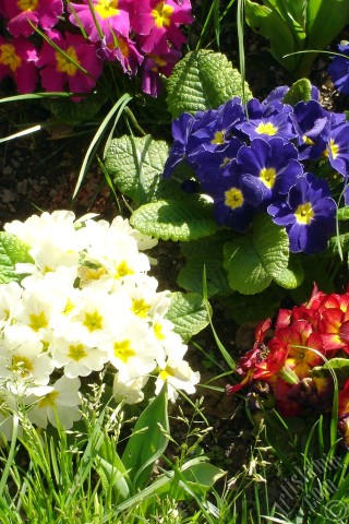 A mobile wallpaper and MMS picture for Apple iPhone 7s, 6s, 5s, 4s, Plus, iPods, iPads, New iPads, Samsung Galaxy S Series and Notes, Sony Ericsson Xperia, LG Mobile Phones, Tablets and Devices: A primrose flower photo.
