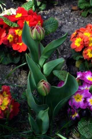 A mobile wallpaper and MMS picture for Apple iPhone 7s, 6s, 5s, 4s, Plus, iPods, iPads, New iPads, Samsung Galaxy S Series and Notes, Sony Ericsson Xperia, LG Mobile Phones, Tablets and Devices: A primrose flower photo.
