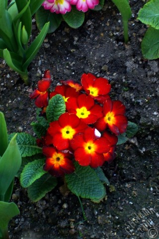 A mobile wallpaper and MMS picture for Apple iPhone 7s, 6s, 5s, 4s, Plus, iPods, iPads, New iPads, Samsung Galaxy S Series and Notes, Sony Ericsson Xperia, LG Mobile Phones, Tablets and Devices: A primrose flower photo.
