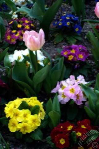 A mobile wallpaper and MMS picture for Apple iPhone 7s, 6s, 5s, 4s, Plus, iPods, iPads, New iPads, Samsung Galaxy S Series and Notes, Sony Ericsson Xperia, LG Mobile Phones, Tablets and Devices: A primrose flower photo.
