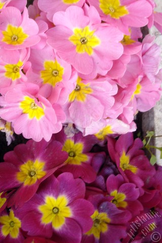 A mobile wallpaper and MMS picture for Apple iPhone 7s, 6s, 5s, 4s, Plus, iPods, iPads, New iPads, Samsung Galaxy S Series and Notes, Sony Ericsson Xperia, LG Mobile Phones, Tablets and Devices: A primrose flower photo.
