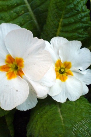 A mobile wallpaper and MMS picture for Apple iPhone 7s, 6s, 5s, 4s, Plus, iPods, iPads, New iPads, Samsung Galaxy S Series and Notes, Sony Ericsson Xperia, LG Mobile Phones, Tablets and Devices: A primrose flower photo.
