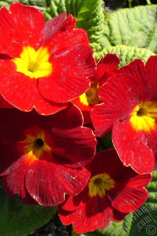 A mobile wallpaper and MMS picture for Apple iPhone 7s, 6s, 5s, 4s, Plus, iPods, iPads, New iPads, Samsung Galaxy S Series and Notes, Sony Ericsson Xperia, LG Mobile Phones, Tablets and Devices: A primrose flower photo.
