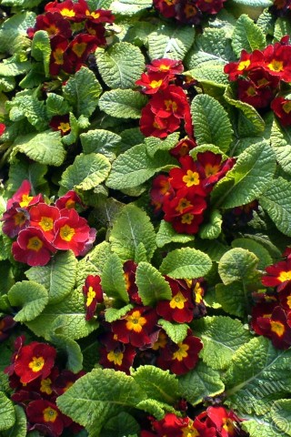 A mobile wallpaper and MMS picture for Apple iPhone 7s, 6s, 5s, 4s, Plus, iPods, iPads, New iPads, Samsung Galaxy S Series and Notes, Sony Ericsson Xperia, LG Mobile Phones, Tablets and Devices: A primrose flower photo.
