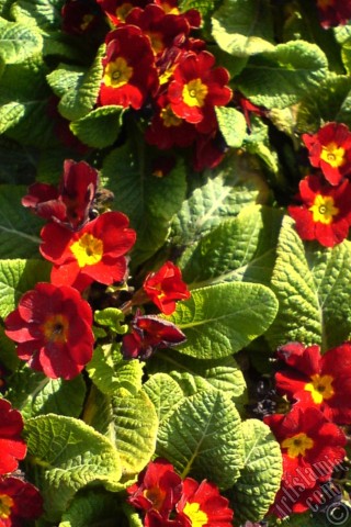 A mobile wallpaper and MMS picture for Apple iPhone 7s, 6s, 5s, 4s, Plus, iPods, iPads, New iPads, Samsung Galaxy S Series and Notes, Sony Ericsson Xperia, LG Mobile Phones, Tablets and Devices: A primrose flower photo.
