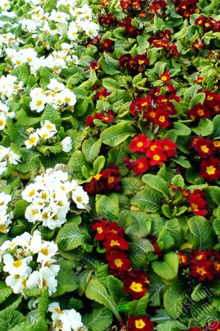 A mobile wallpaper and MMS picture for Apple iPhone 7s, 6s, 5s, 4s, Plus, iPods, iPads, New iPads, Samsung Galaxy S Series and Notes, Sony Ericsson Xperia, LG Mobile Phones, Tablets and Devices: A primrose flower photo.
