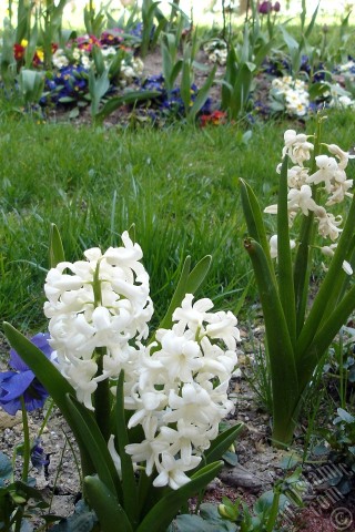 A mobile wallpaper and MMS picture for Apple iPhone 7s, 6s, 5s, 4s, Plus, iPods, iPads, New iPads, Samsung Galaxy S Series and Notes, Sony Ericsson Xperia, LG Mobile Phones, Tablets and Devices: White color Hyacinth flower.
