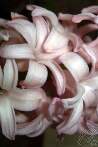 A mobile wallpaper and MMS picture for Apple iPhone 7s, 6s, 5s, 4s, Plus, iPods, iPads, New iPads, Samsung Galaxy S Series and Notes, Sony Ericsson Xperia, LG Mobile Phones, Tablets and Devices: Pink color Hyacinth flower.
